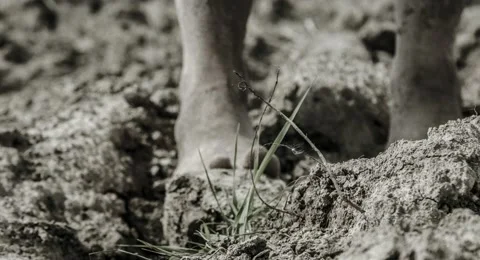 Human feet are on the ground and wet clay. Stock Footage 68634538
