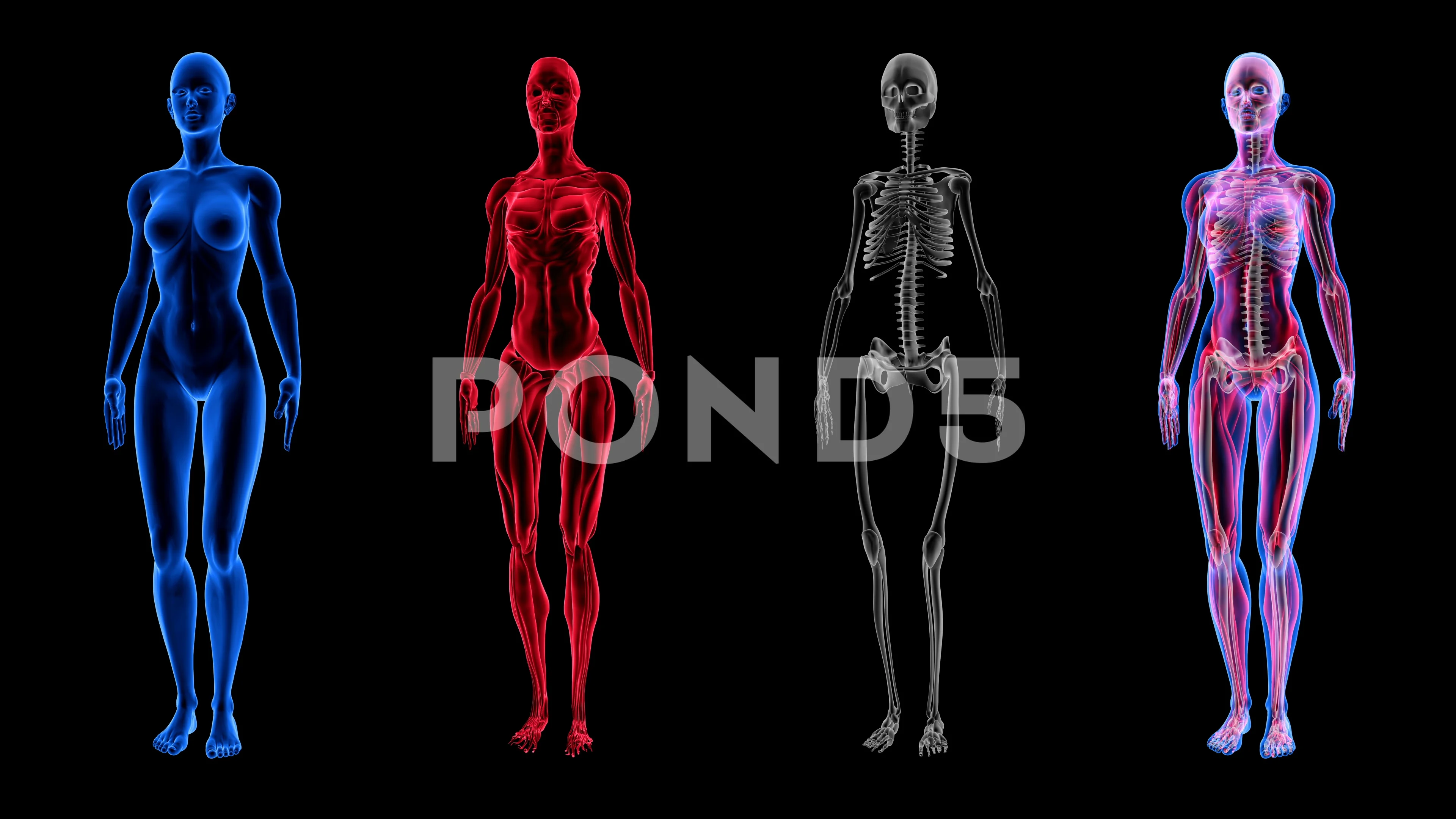 Human Female Anatomy 3D Animation Biolog... | Stock Video | Pond5