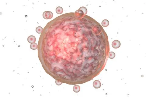 Human female egg cell Stock Illustration