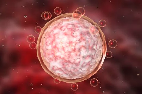 Human female egg cell Stock Illustration