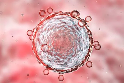 Human female egg cell Stock Illustration