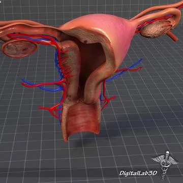 3D Model: Human Female Reproductive System #96474333 | Pond5