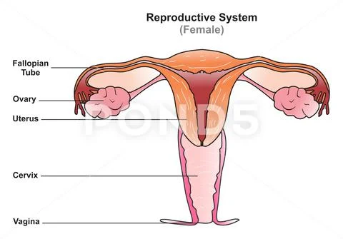 Male And Female Reproductive System Images – Browse 3,785 Stock Photos,  Vectors, and Video | Adobe Stock