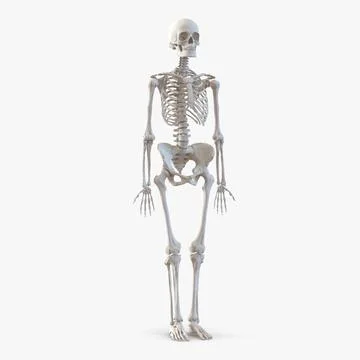 Human Female Skeleton 3D Model
