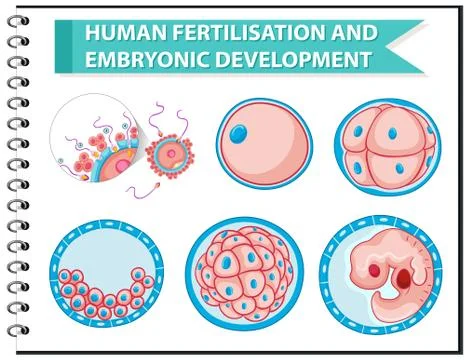 Human Fertilisation and Embryonic Development Stock Illustration
