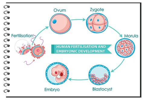 Human fertilisation and embryonic development Stock Illustration