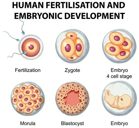 Human fertilisation and embryonic development in human infographic Stock Illustration