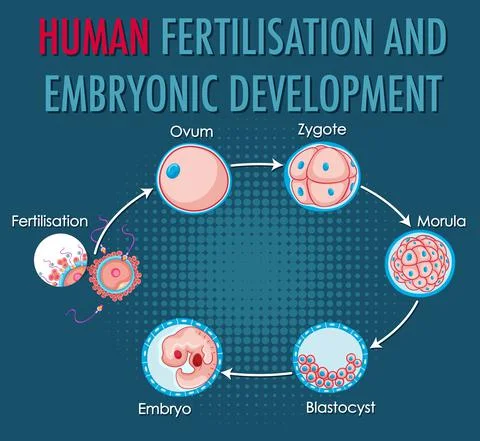 Human fertilisation and embryonic development in human infographic Stock Illustration