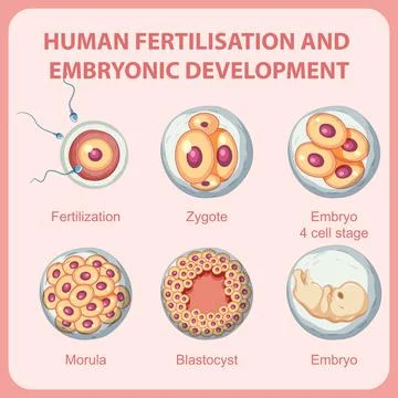 Human fertilisation embryonic development in human infographic Stock Illustration