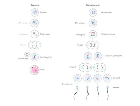 Human fertility concept Stock Illustration