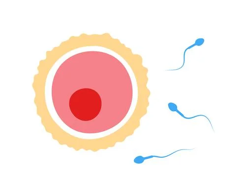 Human fertility Stock Illustration