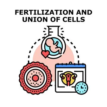 Human fertilization process and reproduction planning concept Stock Illustration