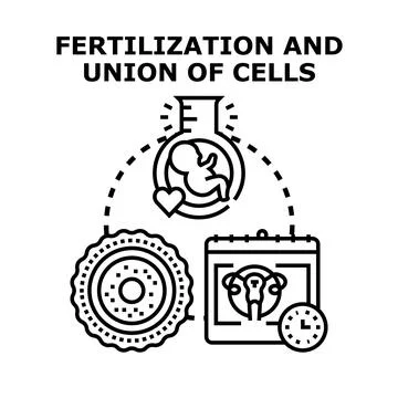 Human fertilization process and reproduction planning concept Stock Illustration