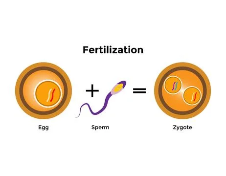 Human fertilization is the union of a human egg and sperm Stock Illustration
