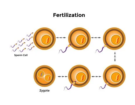 Human fertilization is the union of a human egg and sperm 스톡 일러스트