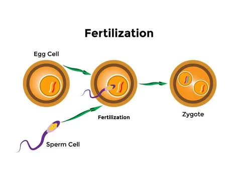 Human fertilization is the union of a human egg and sperm Stock Illustration