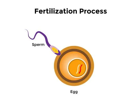 Human fertilization is the union of a human egg and sperm Stock Illustration