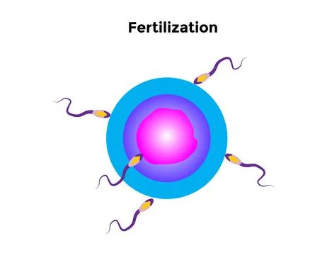Human fertilization is the union of a human egg and sperm Stock Illustration