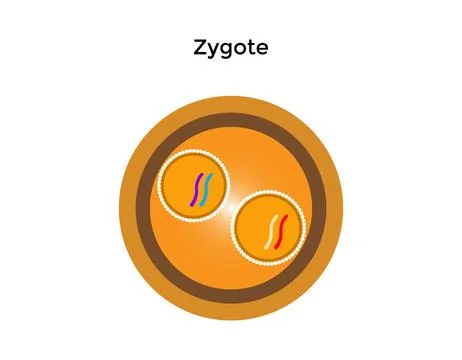 Human fertilization is the union of a human egg and sperm Stock Illustration
