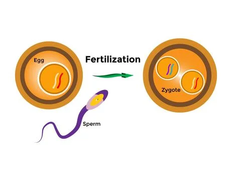 Human fertilization is the union of a human egg and sperm Stock Illustration