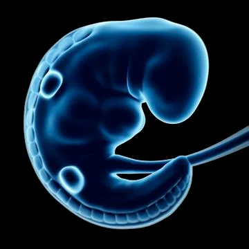 Human fetal development, artwork Stock Illustration