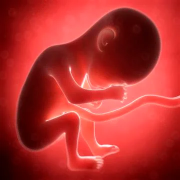 Human fetal development, artwork Stock Illustration