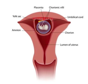 Human fetus at 8 weeks Stock Illustration