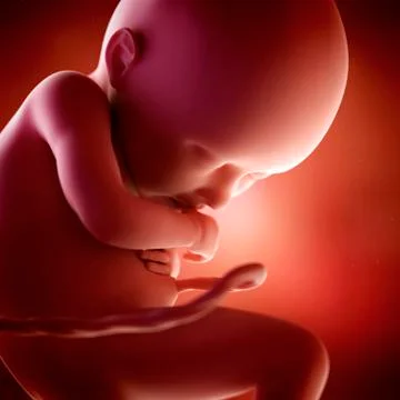 Human fetus age 32 weeks Stock Illustration