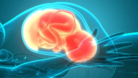 Human Fetus Baby in Womb Anatomy Stock Illustration