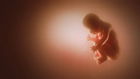 Human fetus. Child in the womb. Loop. Stock Footage 164733171