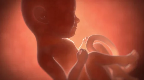 Human fetus Stock Footage