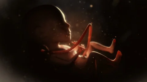 Human fetus Stock Footage