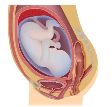 Human fetus at full term (38 weeks) Stock Illustration