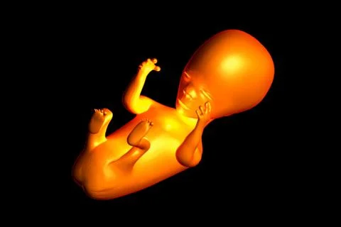 Human fetus. Stock Illustration