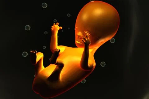 Human fetus. Stock Illustration