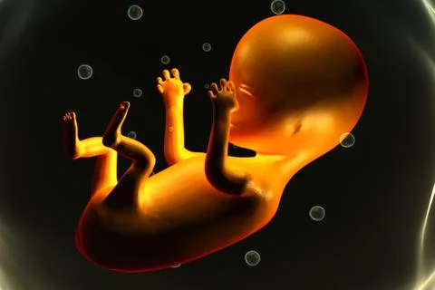 Human fetus. Stock Illustration