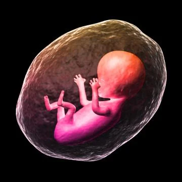 Human fetus. Illustrazione stock
