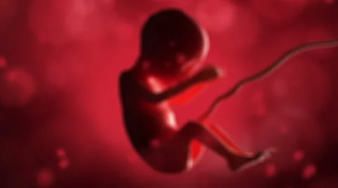 Human Fetus Inside The Womb.  Stock Footage