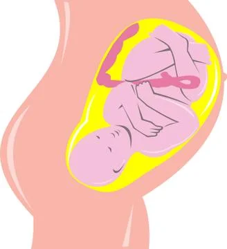 Human fetus inside womb Stock Illustration