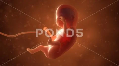 Human fetus with internal organs, 3d illustration ~ Clip Art #82412115