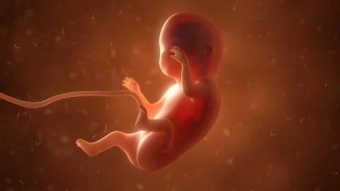 Human fetus with internal organs, 3d illustration Stock Illustration