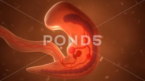 Human fetus with internal organs, 3d illustration ~ Clip Art #82412127