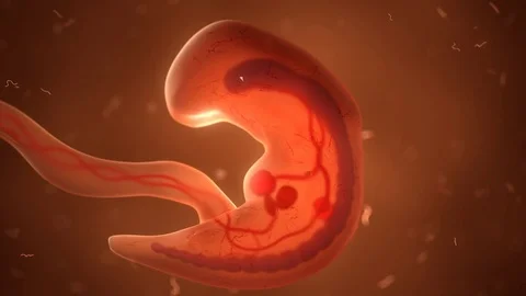 Human fetus with internal organs, development timelaps Stock Footage