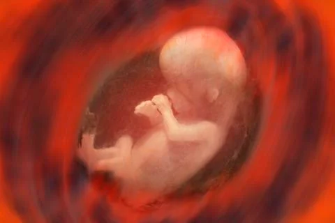 Human Fetus Stock Photos