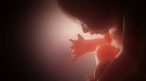 Human fetus in a womb closeup. Pink bac... | Stock Video | Pond5