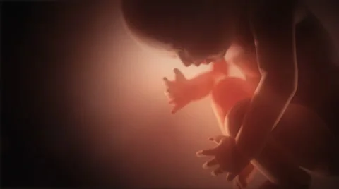 Human fetus  in a womb closeup. Pink background. Stock Footage
