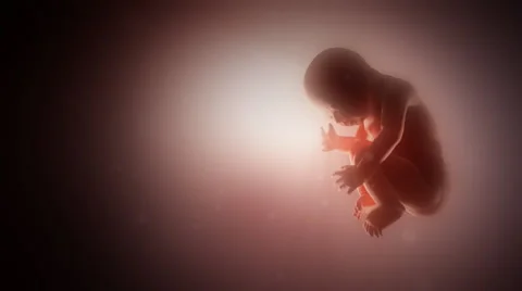 Human fetus in a womb loop. Pink background. Vídeos de archivo 44559336