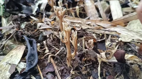 Human Finger Examining Texture of Ramaria Coral Mushroom Vídeos de archivo 335945619