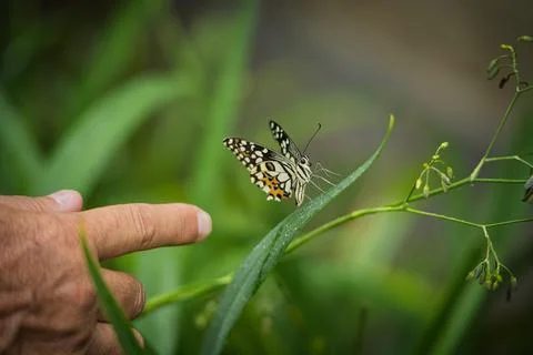 Human finger near beautiful colored butterfly on green fern leaf, Mahe, Sey Stock-Fotos