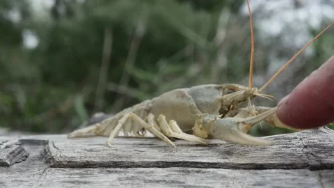 A human finger strokes the claw of a crayfish on a lying tree, against the b 库存影片 217861141
